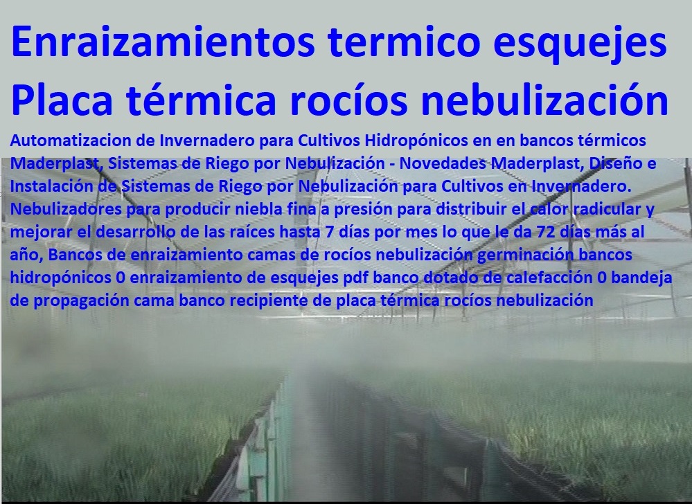 Bancos de enraizamiento camas de rocíos nebulización germinación bancos hidropónicos 0 enraizamiento de esquejes pdf banco dotado de calefacción 0 bandeja de propagación cama banco recipiente de placa térmica rocíos nebulización Bancos de enraizamiento camas de rocíos nebulización germinación bancos hidropónicos 0 INVERNADEROS, SEMILLEROS, BANCOS DE SIEMBRA, Hidroponía, Agricultura, Cosecha, Poscosecha, Tutores para Flores cable vía Bananas Aromáticas, Cultivos Tecnificados, enraizamiento de esquejes pdf banco dotado de calefacción 0 bandeja de propagación cama banco recipiente de placa térmica rocíos nebulización